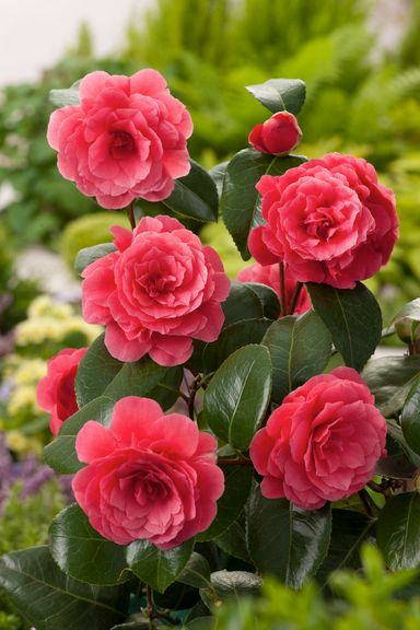 2x-japanse-roos-xl-camellia-60-70-cm