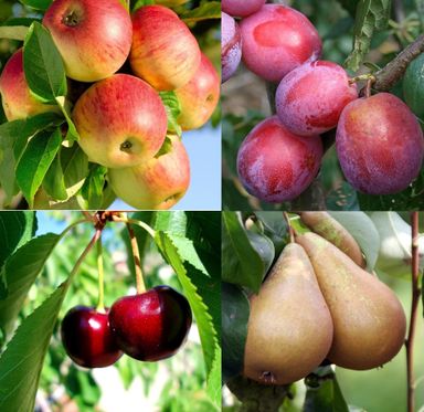 4x-winterharde-pilaar-fruitbomen-60-70-cm