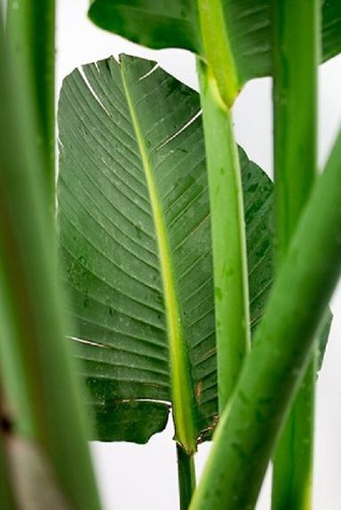 paradijsvogelplant-strelitzia-150-170-cm
