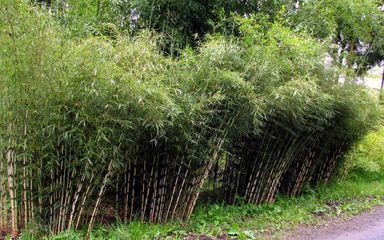 3x-groene-bamboestruik-25-40-cm