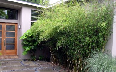 3x-groene-bamboestruik-25-40-cm