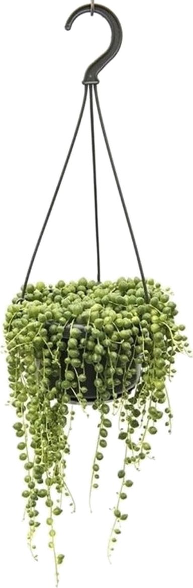 erbsenpflanze-string-of-pearls-1020-cm