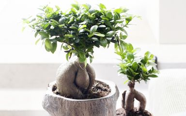 2x-bonsai-ficus-ginseng-30-40-cm