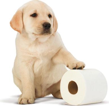 96-rollen-page-original-toiletpapier