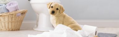 96-rollen-page-original-toiletpapier