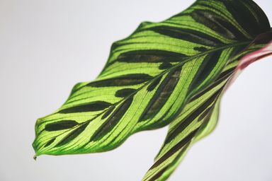 3x-green-plantenmix-25-40-cm