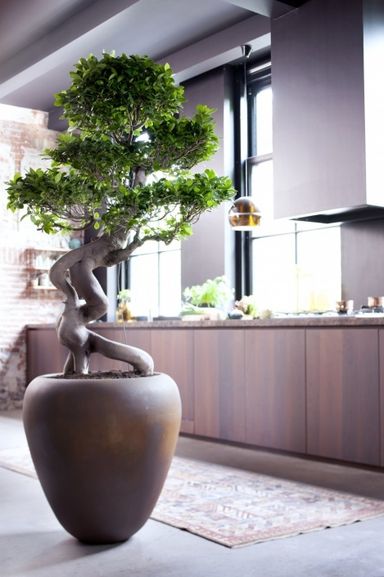 japanse-bonsai-s-vormig-55-65-cm