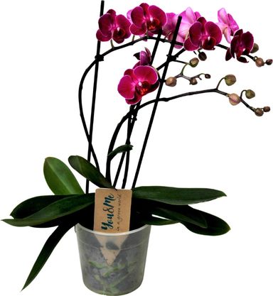 vlinder-orchidee-paars-35-45-cm