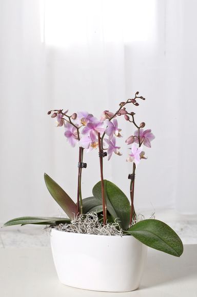 vlinder-orchidee-roze-50-60-cm