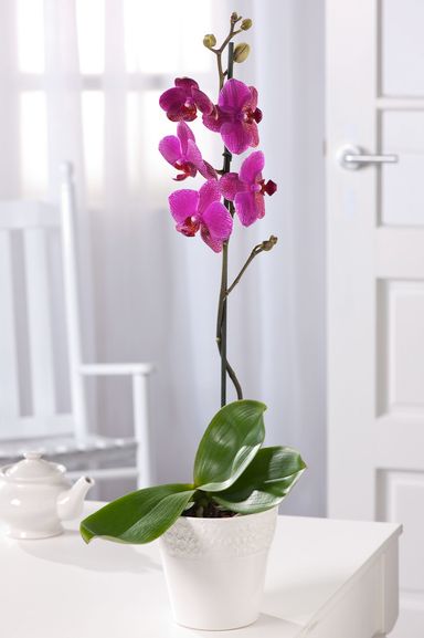 vlinder-orchidee-paars-50-60-cm