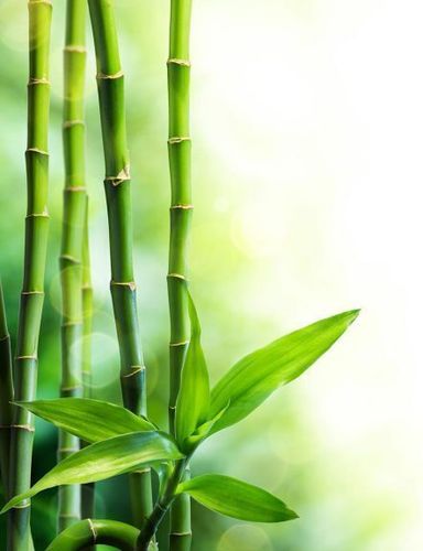 9-paar-bamboo-essentials-no-show-bamboo-footies