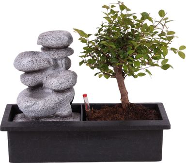 bonsai-met-waterval-stones-25-30-cm