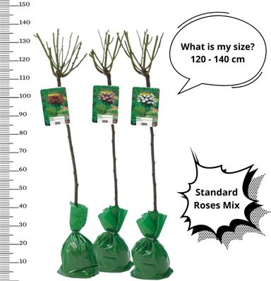 3x-xxl-stammrose-mix-set-120140-cm