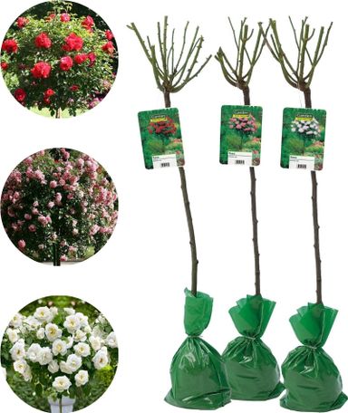 3x-xxl-stammrose-mix-set-120140-cm