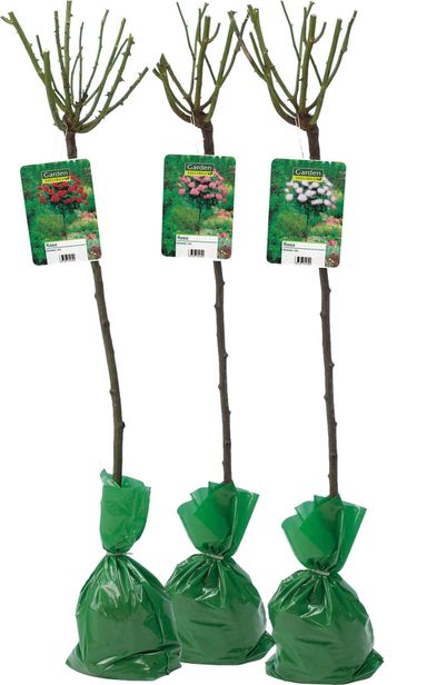 3x-xxl-stammrose-mix-set-120140-cm