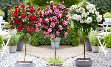 3x-xxl-stammrose-mix-set-120140-cm