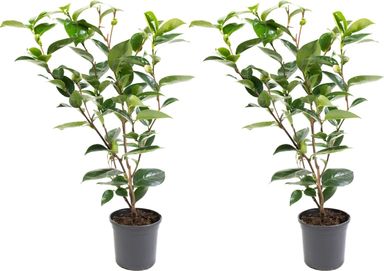 2x-japanse-roos-xl-wit-55-65-cm-14-cm