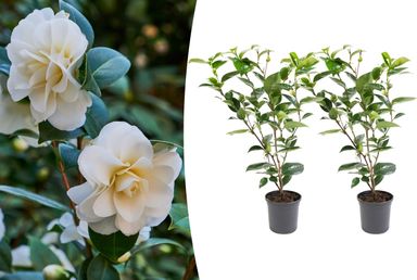 2x-japanse-roos-xl-wit-55-65-cm-14-cm