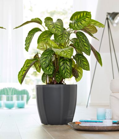 2x-casa-brilliant-blumenkubel-43-cm