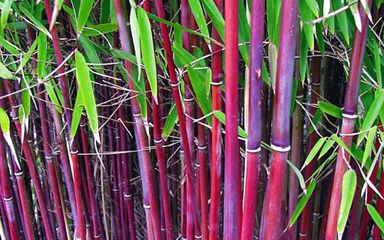 3x-bambus-asian-wonder-2540-cm