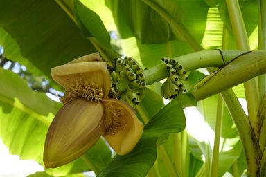 3x-winterharde-bananenplant-25-40-cm