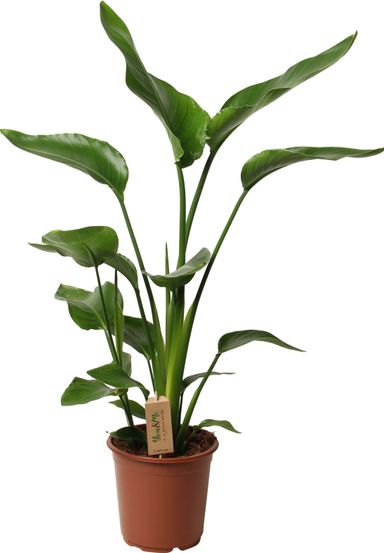 paradijsvogelplant-strelitzia-90-110-cm