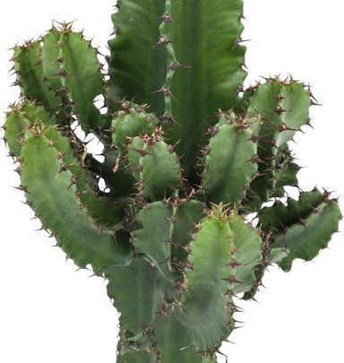 cactus-euphorbia-50-60-cm