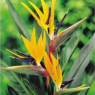 3x-oh2-paradijsvogelplant-strelitzia-reginae