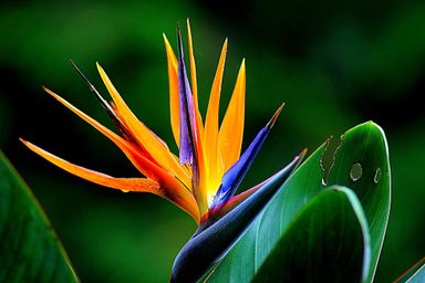 3x-oh2-paradijsvogelplant-strelitzia-reginae