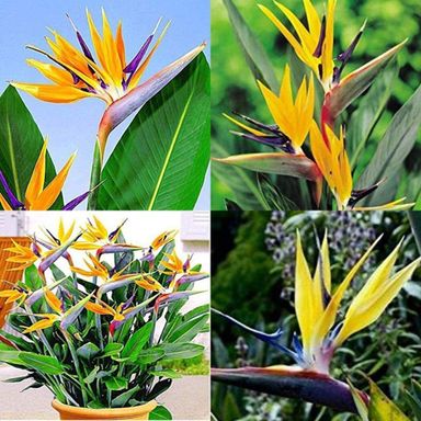 3x-oh2-paradijsvogelplant-strelitzia-reginae
