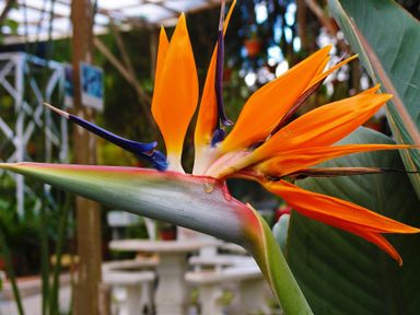 3x-oh2-paradijsvogelplant-strelitzia-reginae