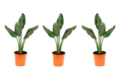 3x-oh2-paradijsvogelplant-strelitzia-reginae