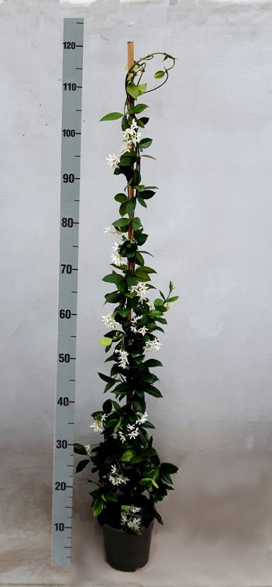 2x-toscaanse-jasmijn-op-stok-120-cm