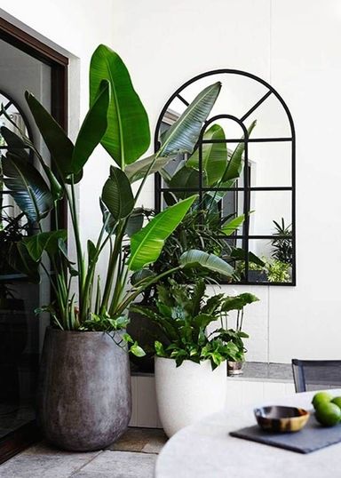 3x-oh2-paradijsvogelplant-strelitzia-reginae