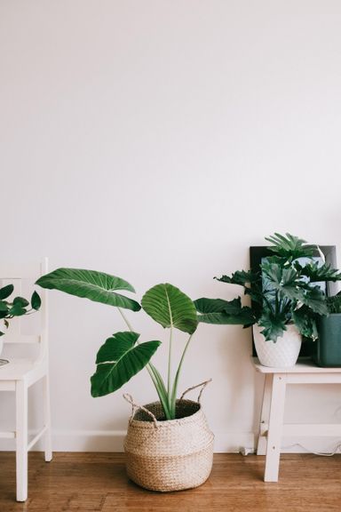 3x-oh2-paradijsvogelplant-strelitzia-reginae