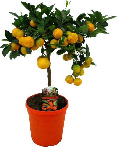 orangenbaum-5565-cm