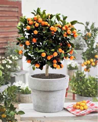 orangenbaum-5565-cm