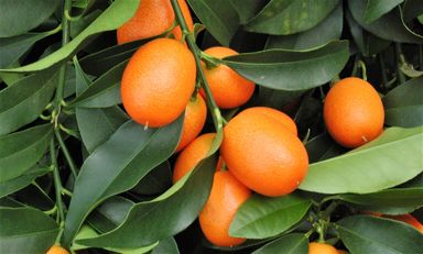 kumquatboom-op-stam-50-60-cm
