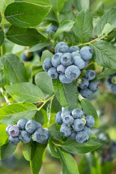 29-2-8717032005188-gardenzo-vitamine-planten-mix-in-9cm-pot-x-8-2x-gojibes-2x-honingbes-2x-blauwe-product-17