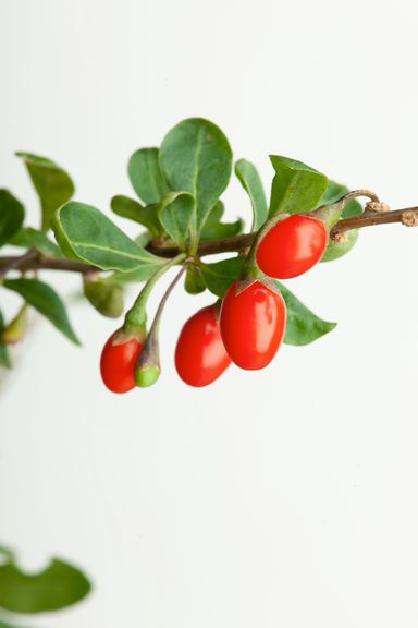 29-2-8717032005188-gardenzo-vitamine-planten-mix-in-9cm-pot-x-8-2x-gojibes-2x-honingbes-2x-blauwe-product-2