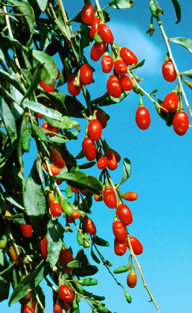 29-2-8717032005188-gardenzo-vitamine-planten-mix-in-9cm-pot-x-8-2x-gojibes-2x-honingbes-2x-blauwe-product-24