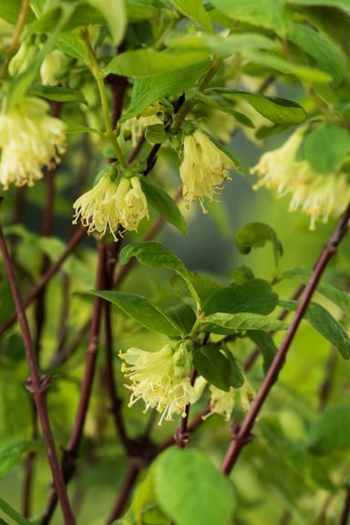 29-2-8717032005188-gardenzo-vitamine-planten-mix-in-9cm-pot-x-8-2x-gojibes-2x-honingbes-2x-blauwe-product-7