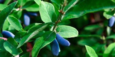 29-2-8717032005188-gardenzo-vitamine-planten-mix-in-9cm-pot-x-8-2x-gojibes-2x-honingbes-2x-blauwe-product-0