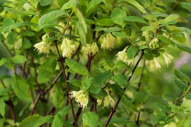 29-2-8717032005188-gardenzo-vitamine-planten-mix-in-9cm-pot-x-8-2x-gojibes-2x-honingbes-2x-blauwe-product-8