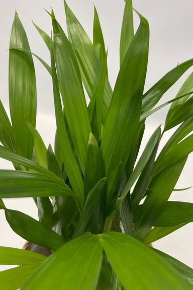3130005-perfect-plant-deal-air-purifying-mix-5-stuks-incl-mandjes-product-7