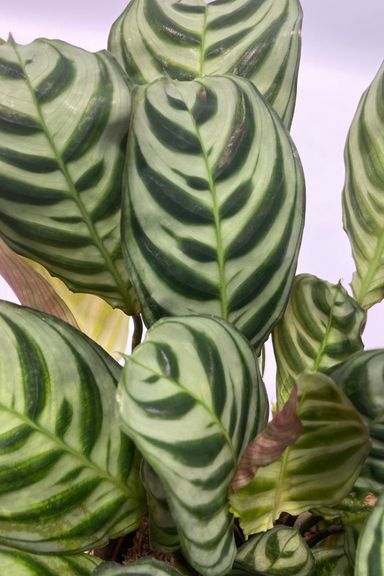 3130005-perfect-plant-deal-air-purifying-mix-5-stuks-incl-mandjes-product-8