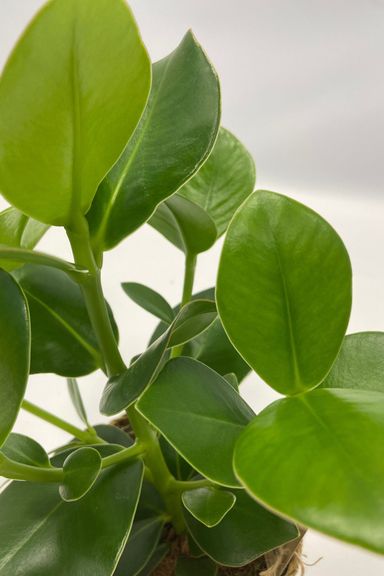 3130005-perfect-plant-deal-air-purifying-mix-5-stuks-incl-mandjes-product-5