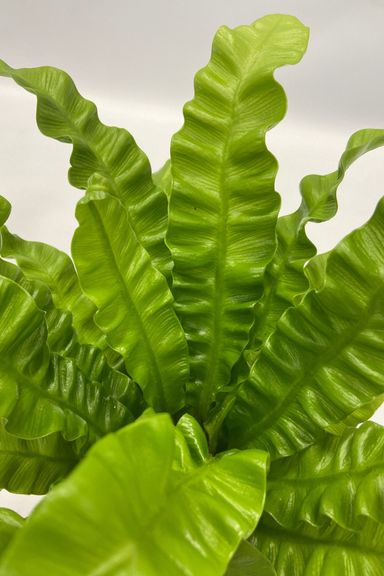 3130005-perfect-plant-deal-air-purifying-mix-5-stuks-incl-mandjes-product-9