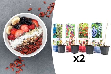 29-2-8717032005188-gardenzo-vitamine-planten-mix-in-9cm-pot-x-8-2x-gojibes-2x-honingbes-2x-blauwe-product-4