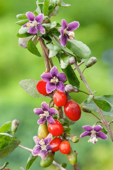 29-2-8717032005188-gardenzo-vitamine-planten-mix-in-9cm-pot-x-8-2x-gojibes-2x-honingbes-2x-blauwe-product-21